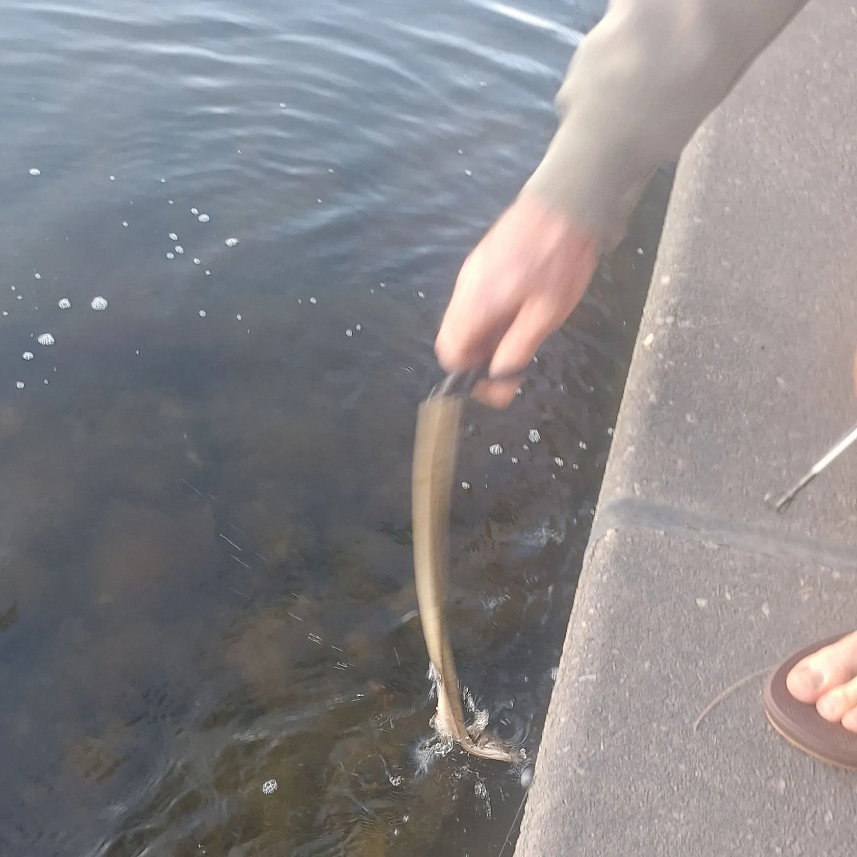 The most recent Spider-eye puffer catches on Fishbrain