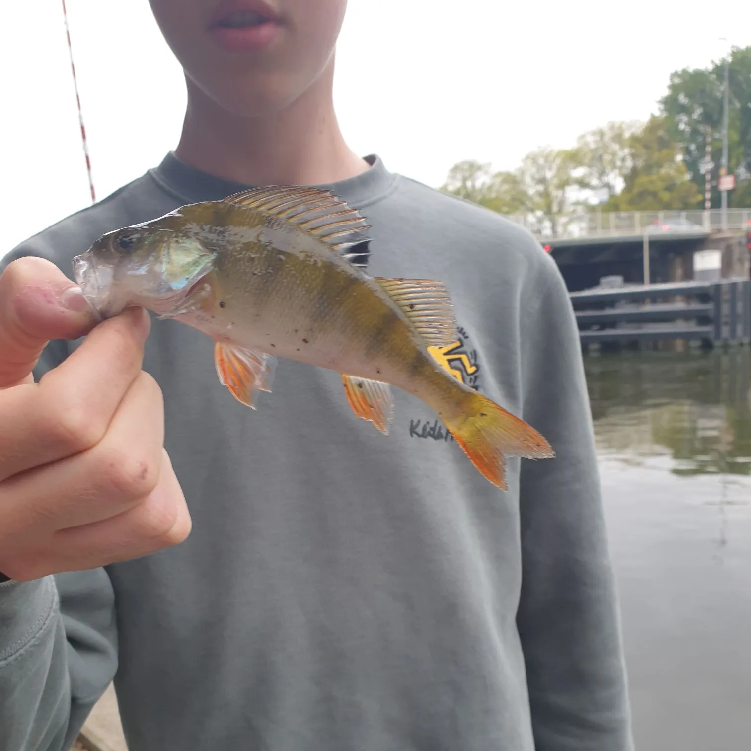 European perch caught on Fishbrain