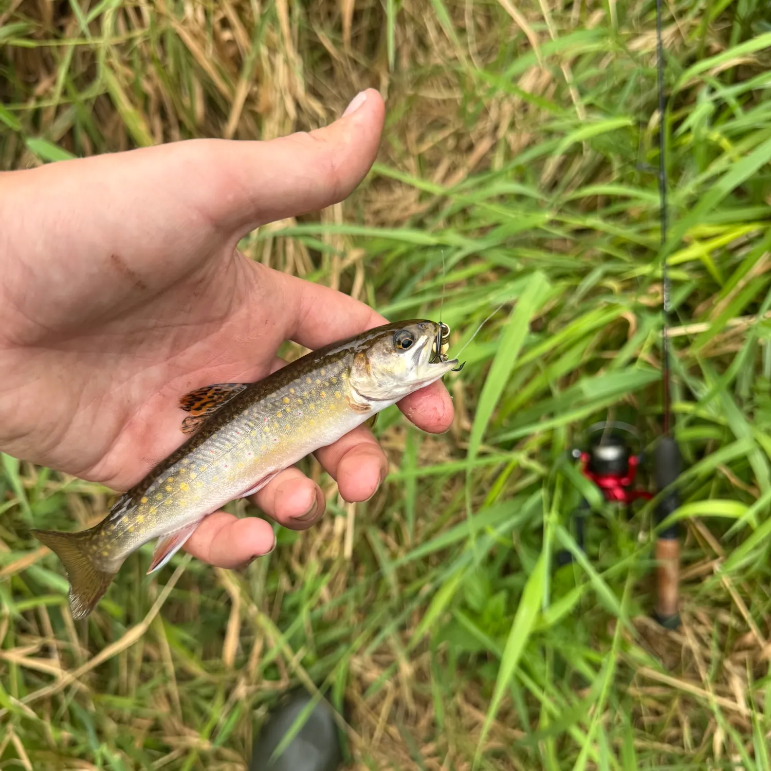Brook trout caught on Fishbrain