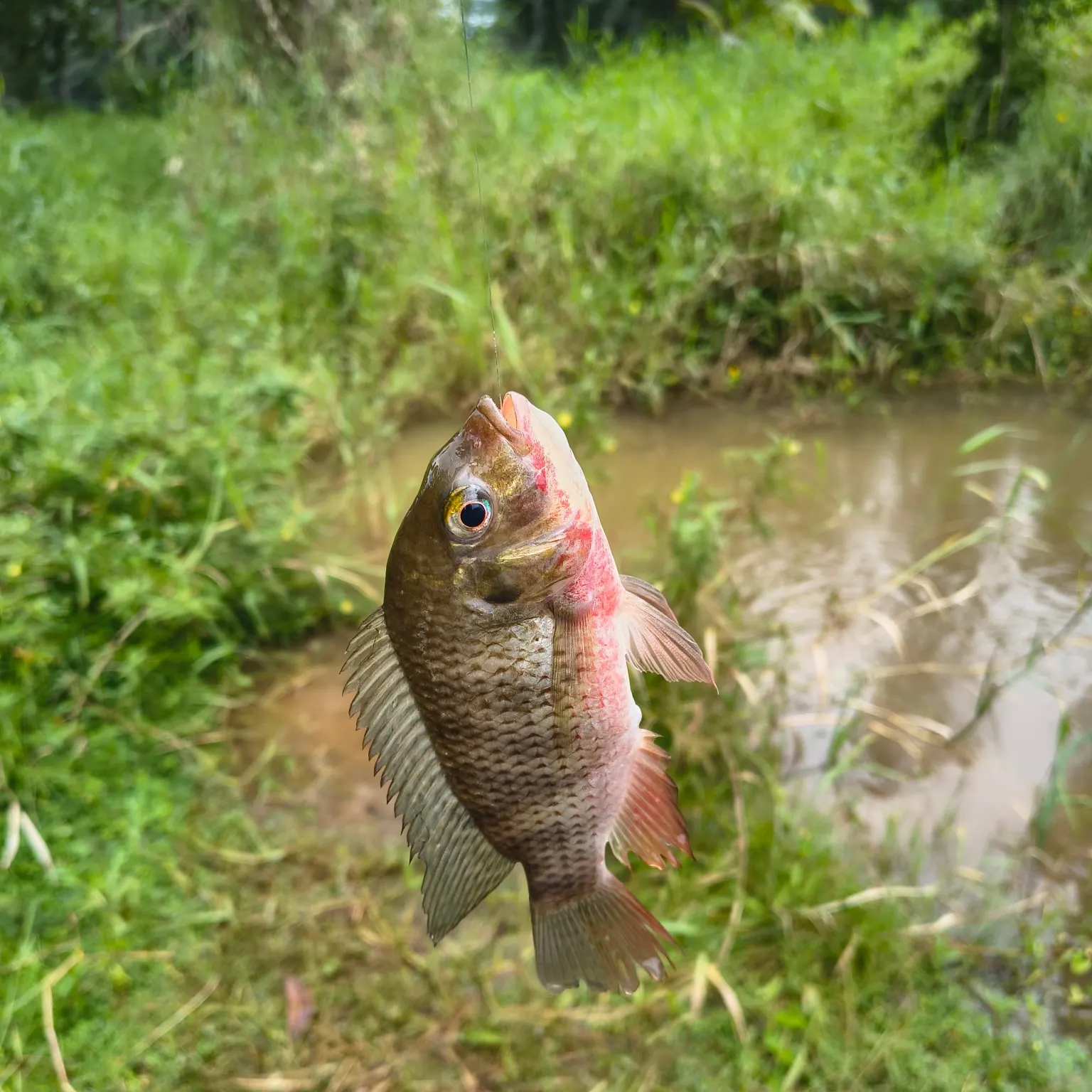 The most recent Redbreast tilapia catches on Fishbrain