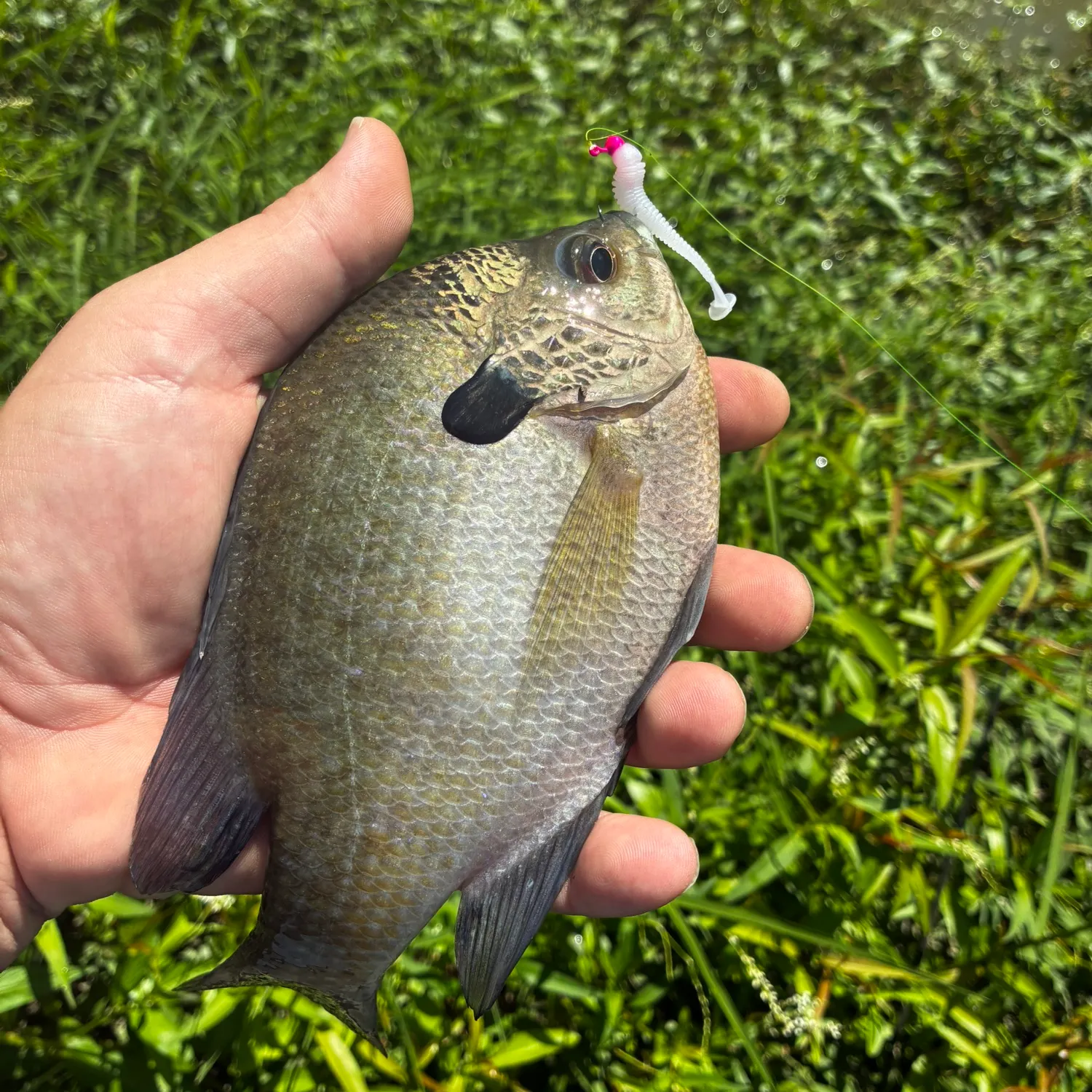 Bluegill caught on Fishbrain