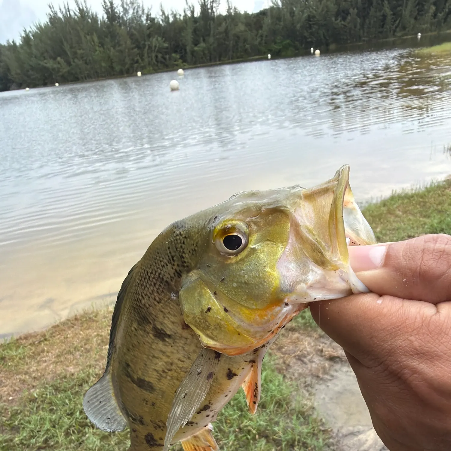 Butterfly peacock bass caught on Fishbrain