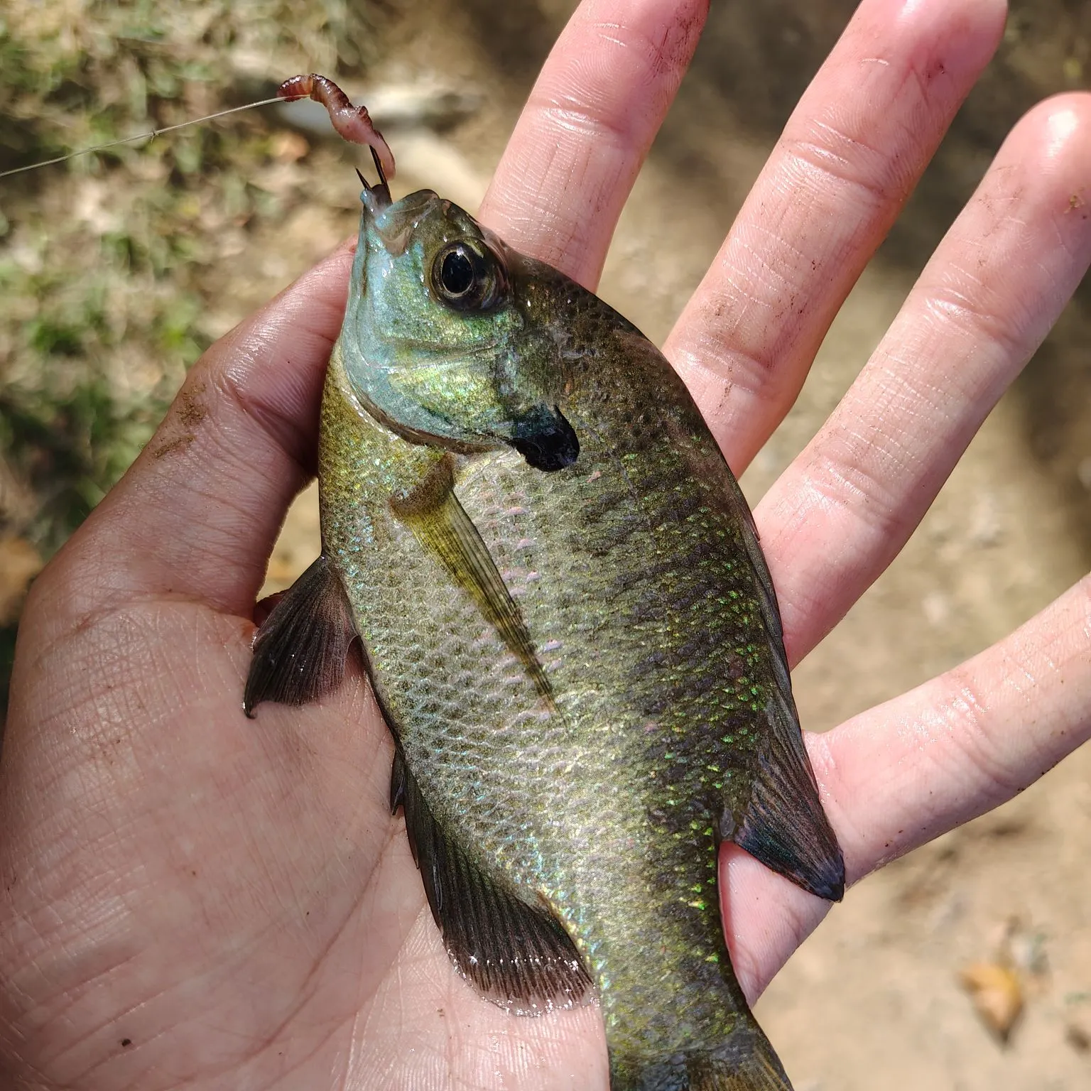 Bluegill caught on Fishbrain