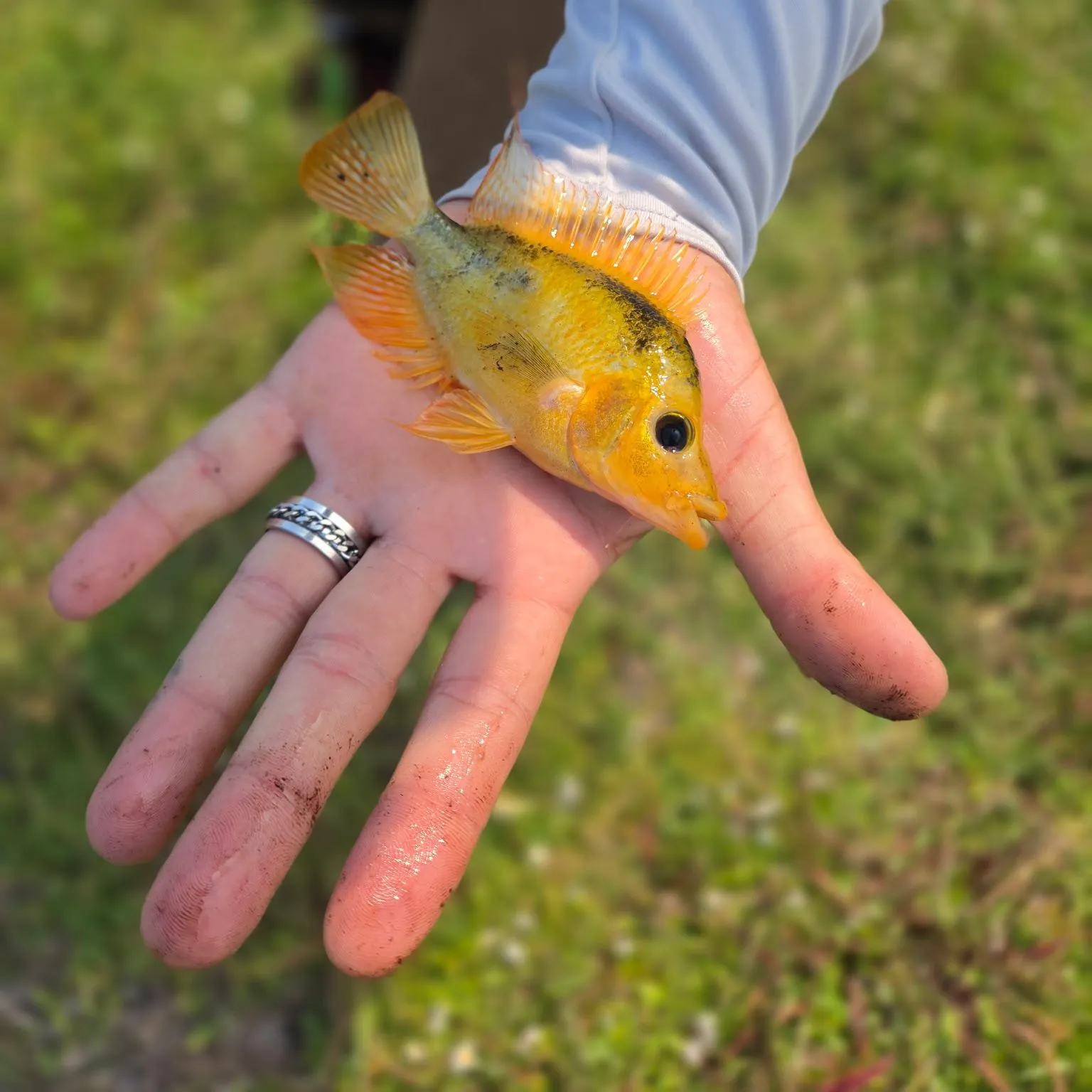 The most recent Red devil cichlid catches on Fishbrain