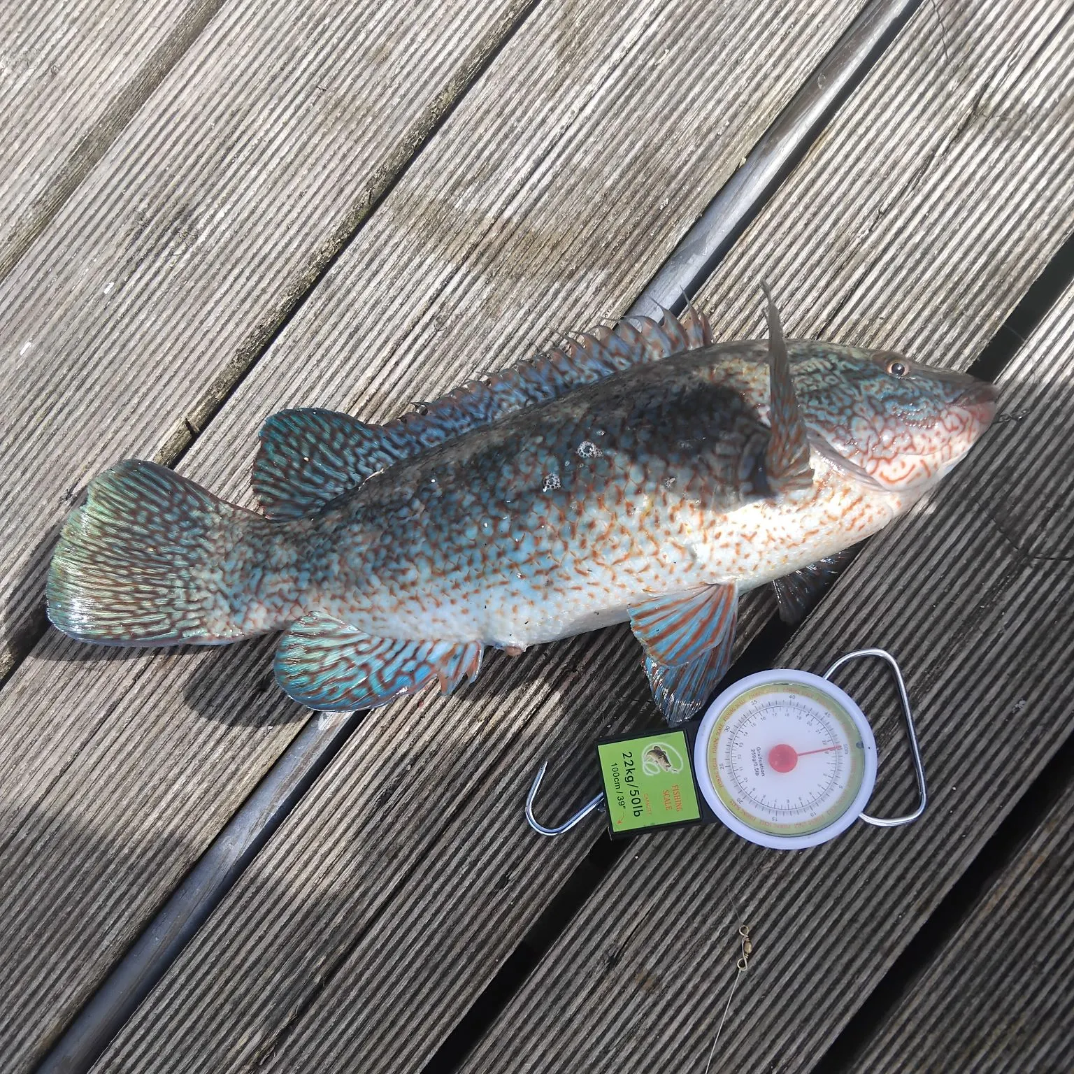 The most recent Ballan wrasse catches on Fishbrain