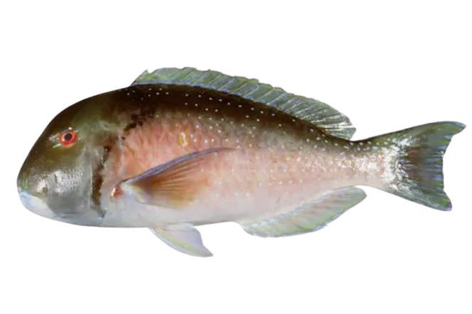 Venus tuskfish