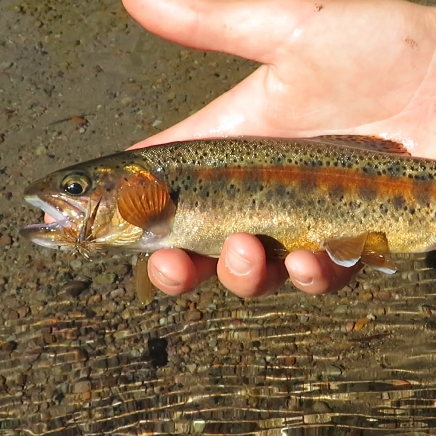 The most recent McCloud river redband trout catches on Fishbrain