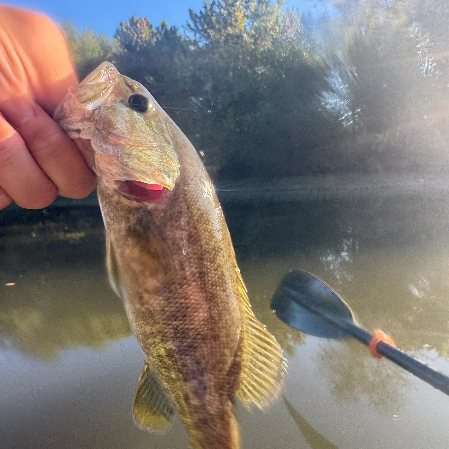 Smallmouth bass caught on Fishbrain