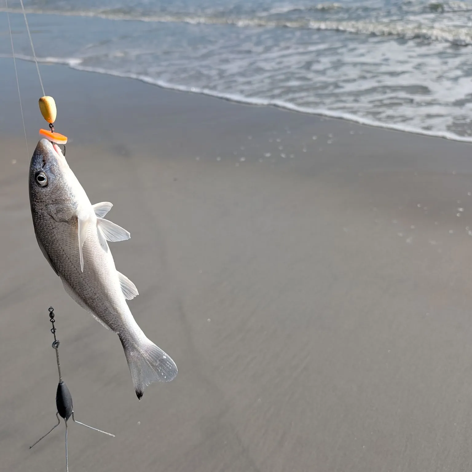 The most recent Southern kingcroaker catches on Fishbrain