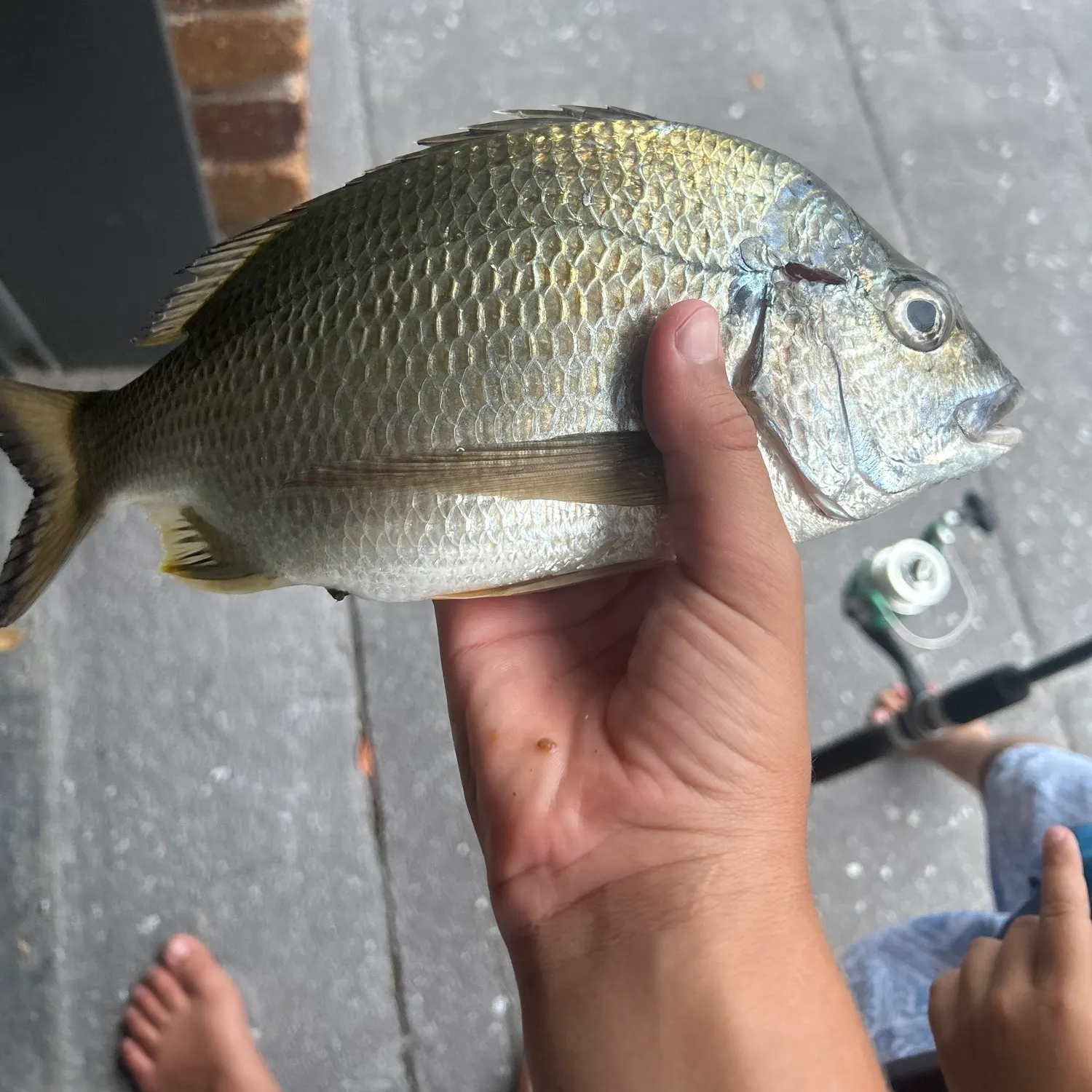 The most recent Surf bream catches on Fishbrain