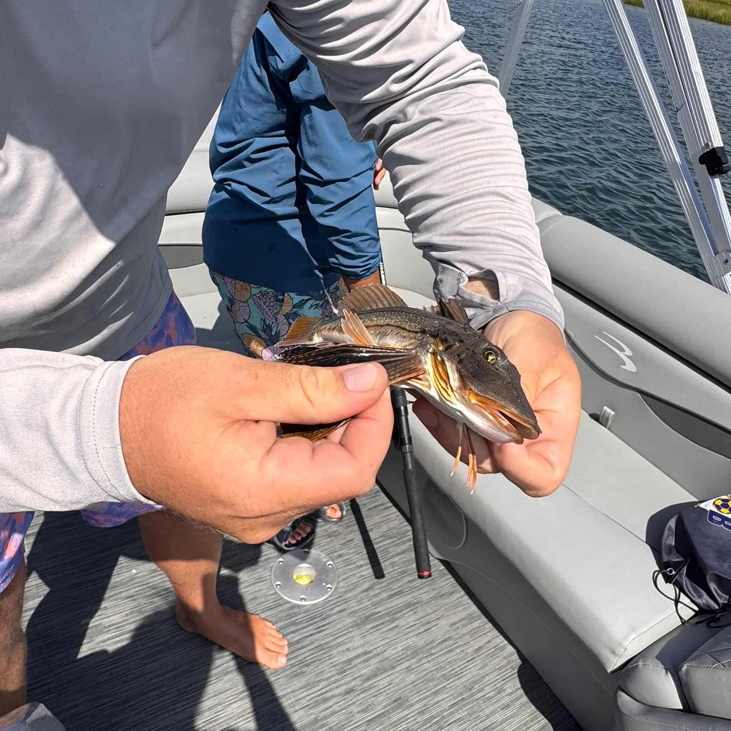 Striped searobin caught on Fishbrain