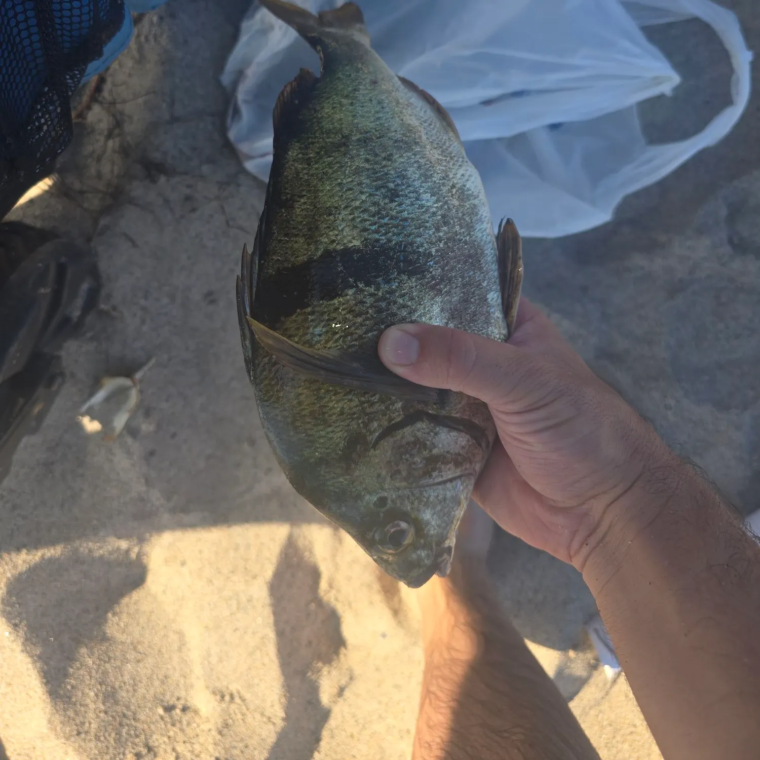 Sargo caught on Fishbrain