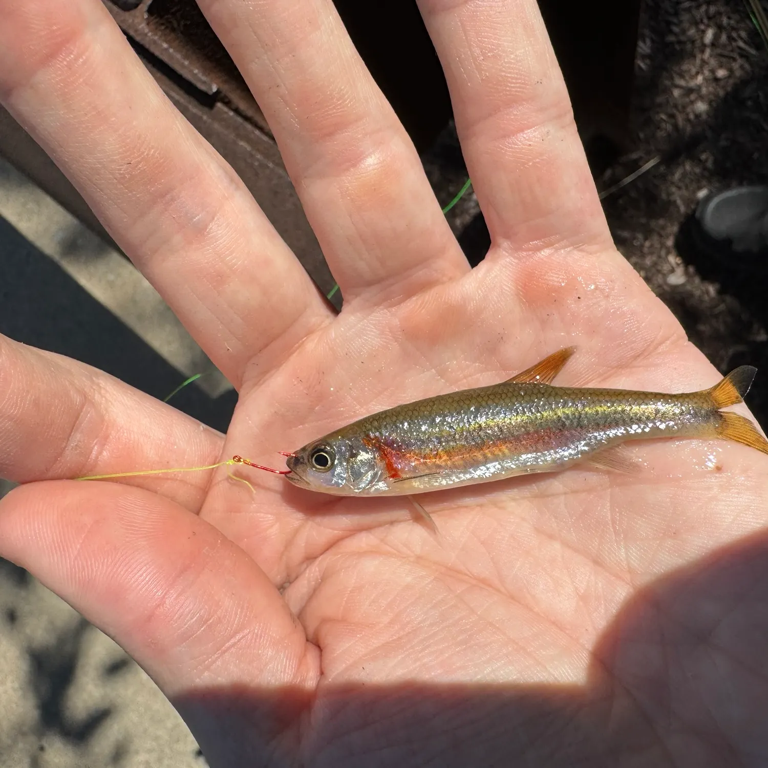 Redside dace caught on Fishbrain