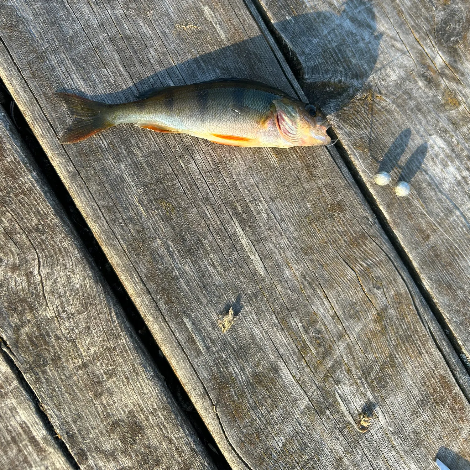 Fish caught on Fishbrain