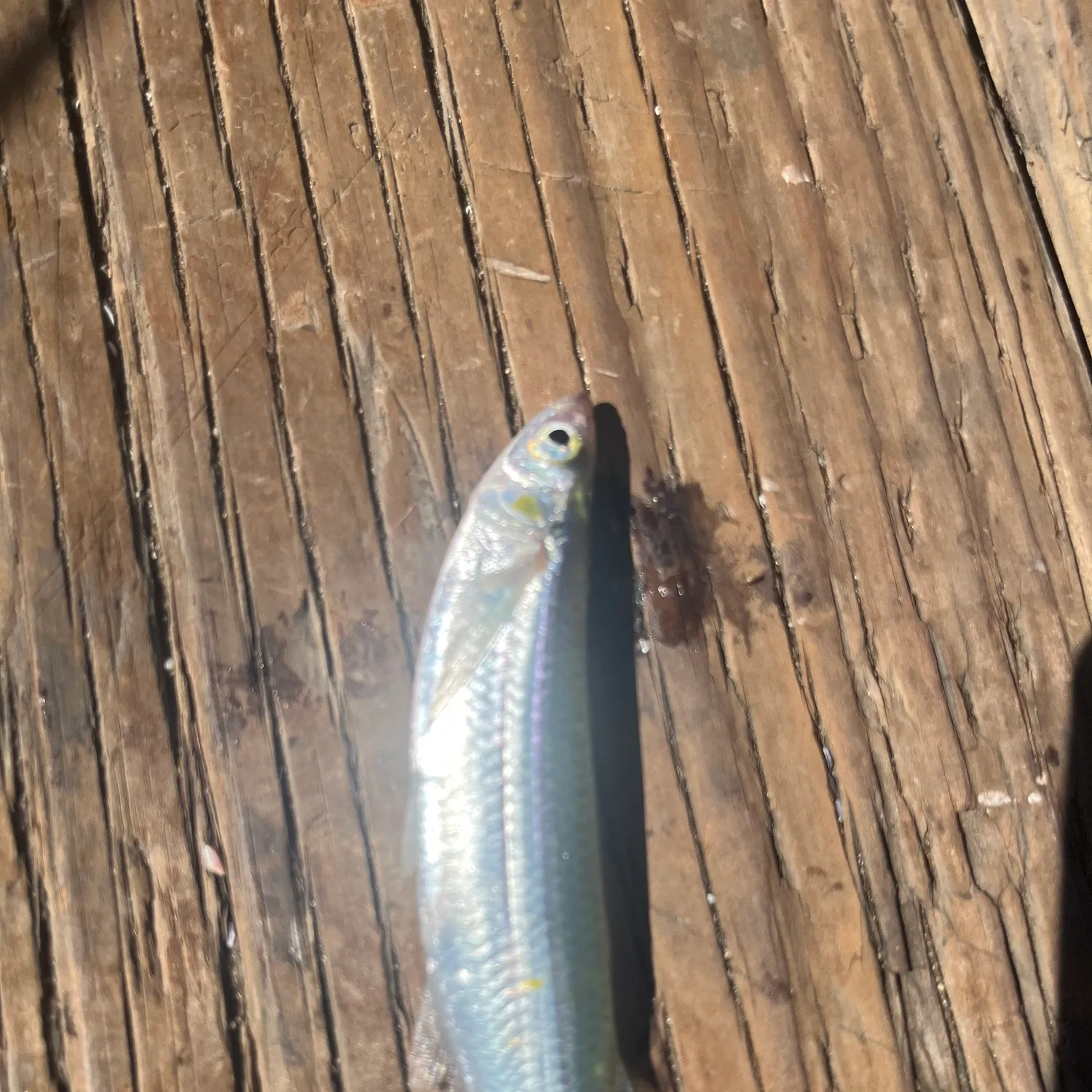 California grunion caught on Fishbrain