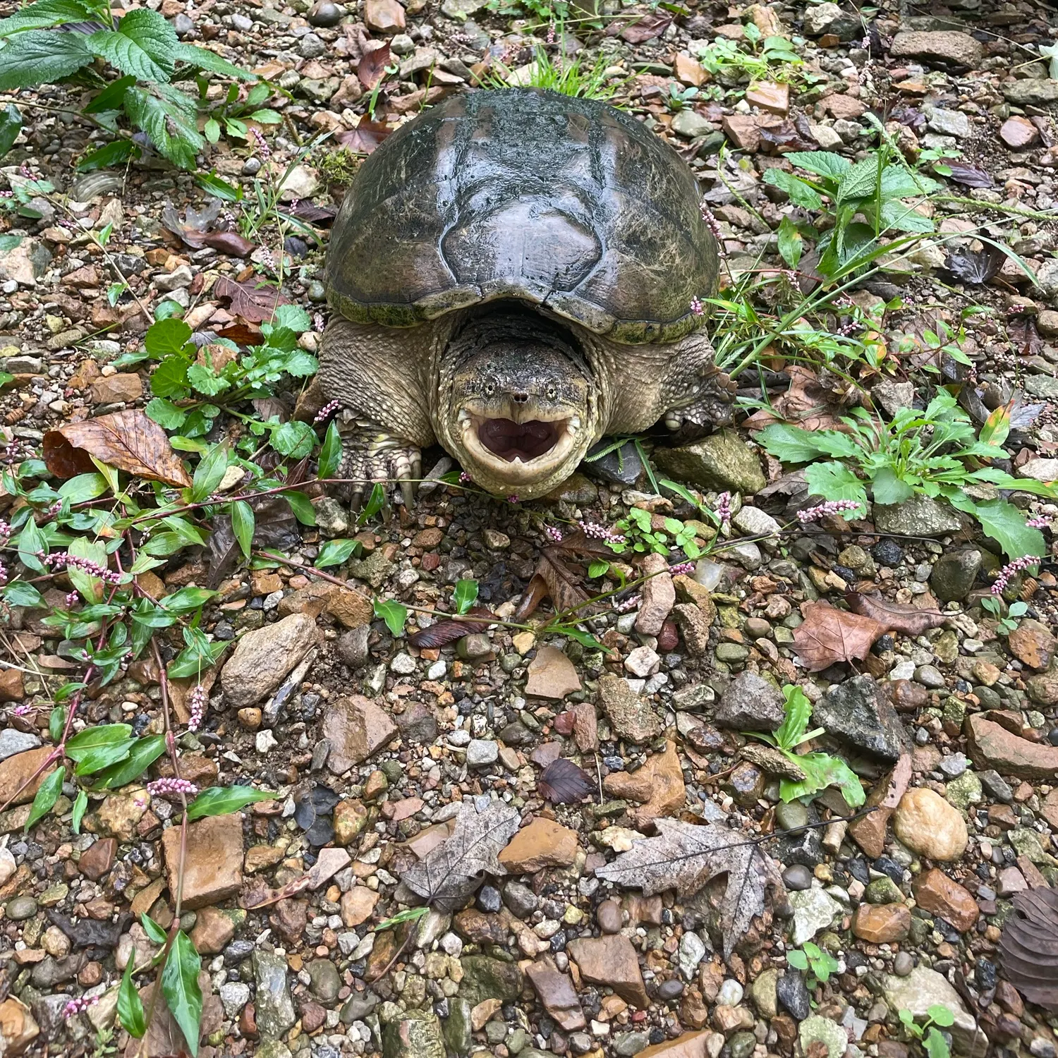 The most recent Common snapping turtle catches on Fishbrain