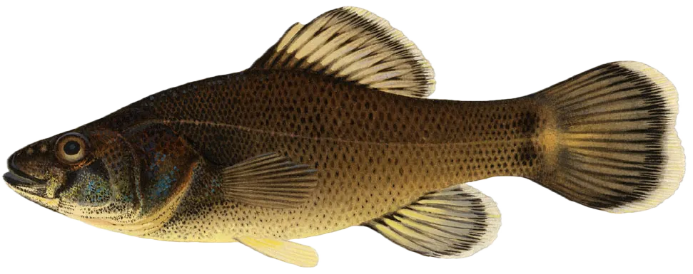 Western pirate perch