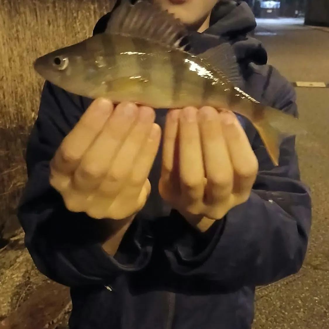 European perch caught on Fishbrain