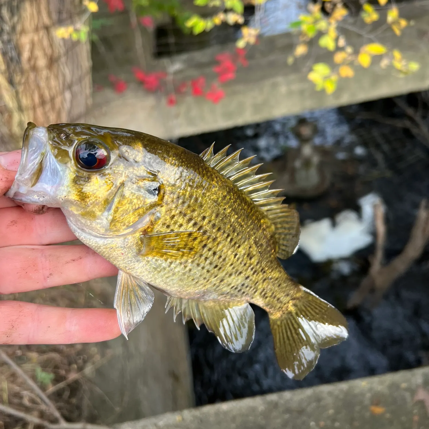 Rock bass caught on Fishbrain