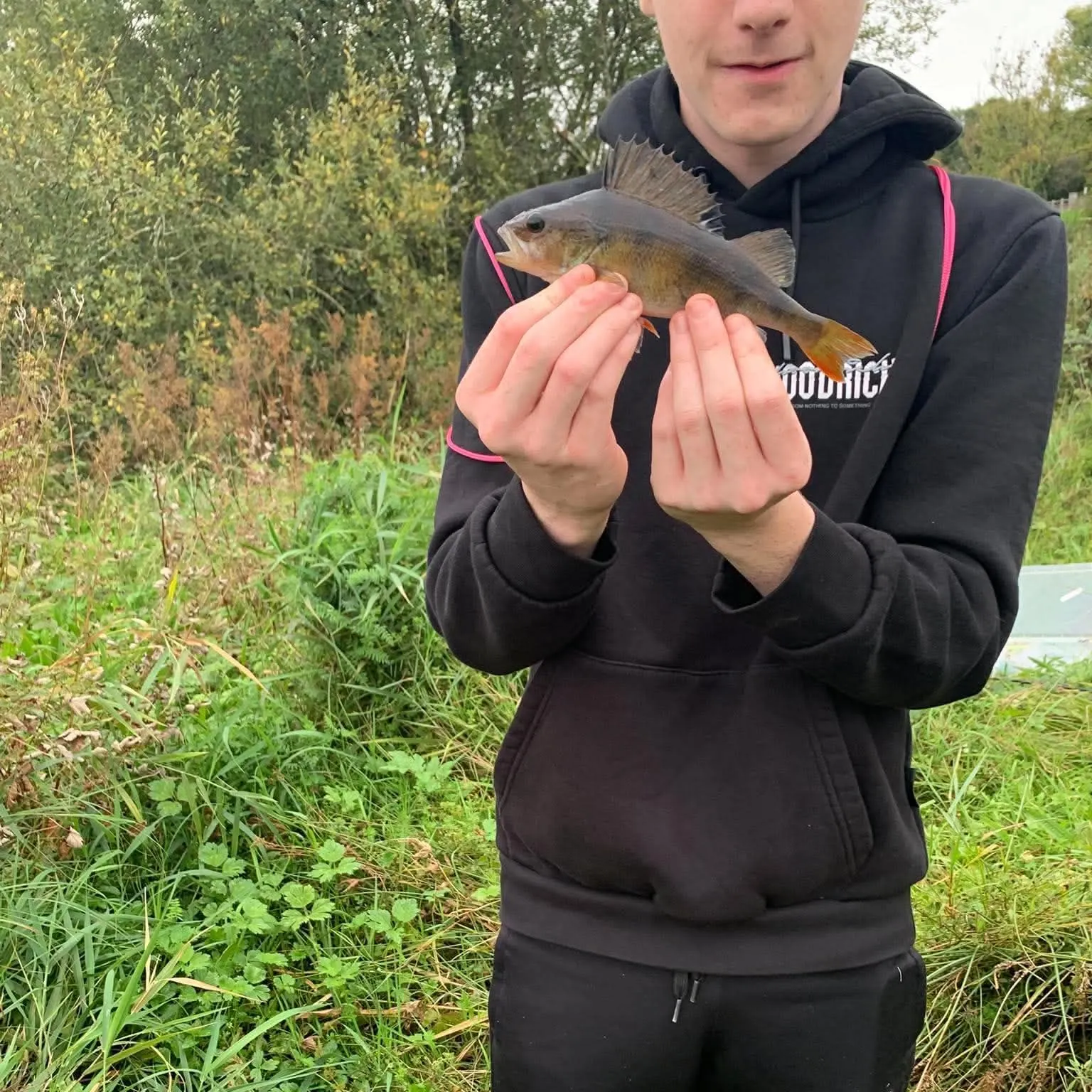 European perch caught on Fishbrain
