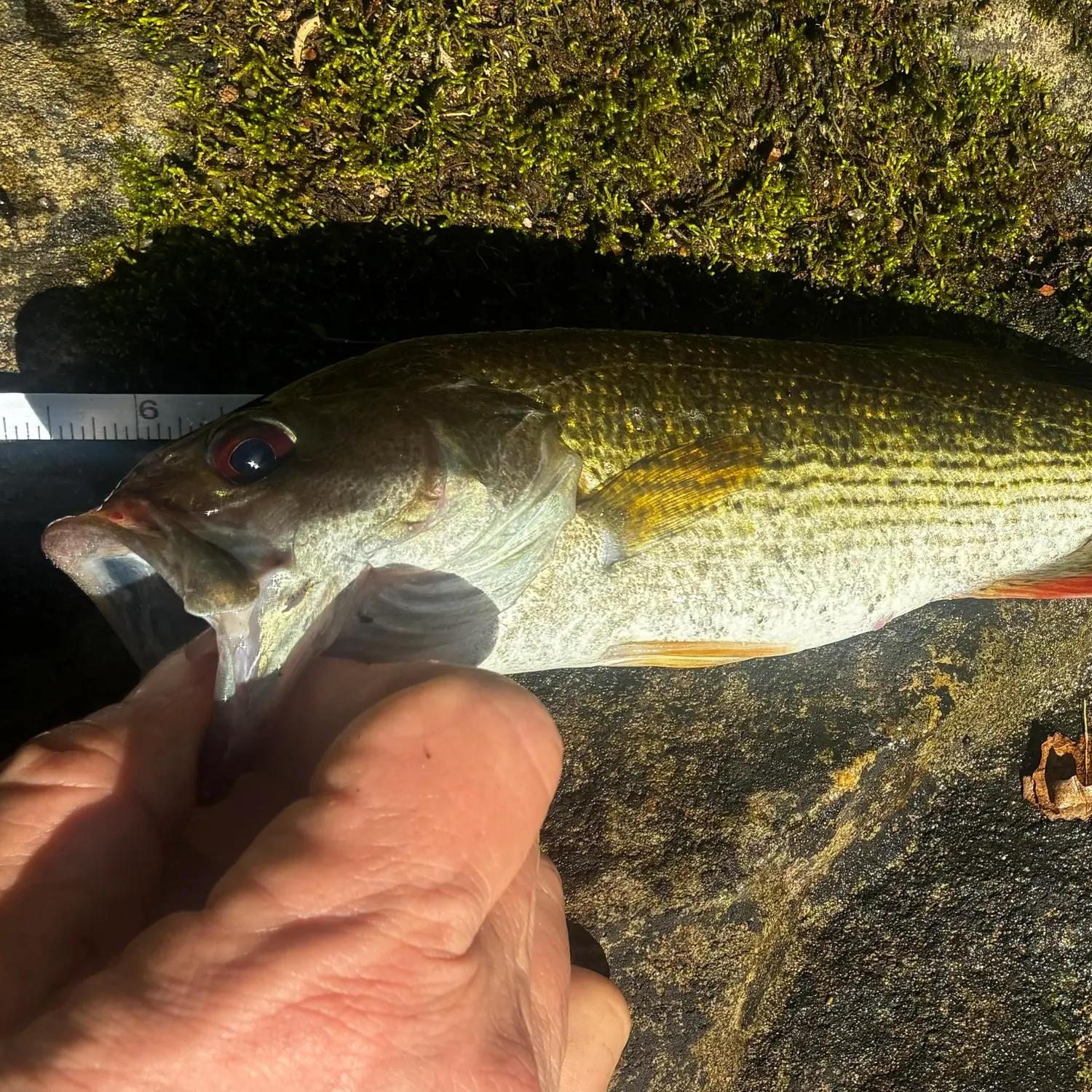 The most recent Chattahoochee bass catches on Fishbrain
