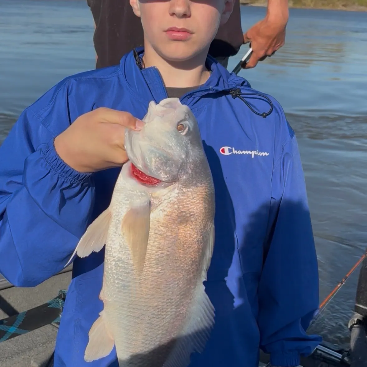Sheepshead caught on Fishbrain