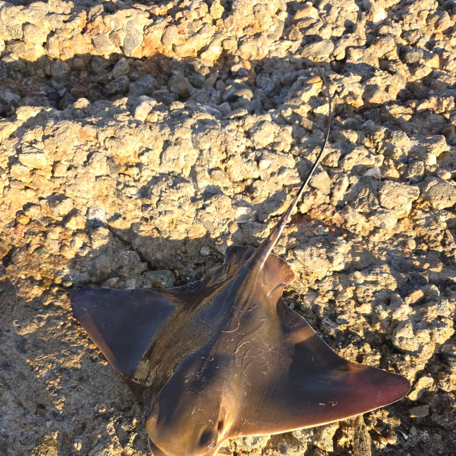 The most recent Bat eagle ray catches on Fishbrain