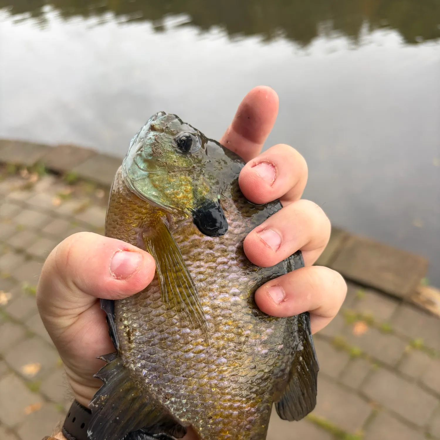 Bluegill caught on Fishbrain