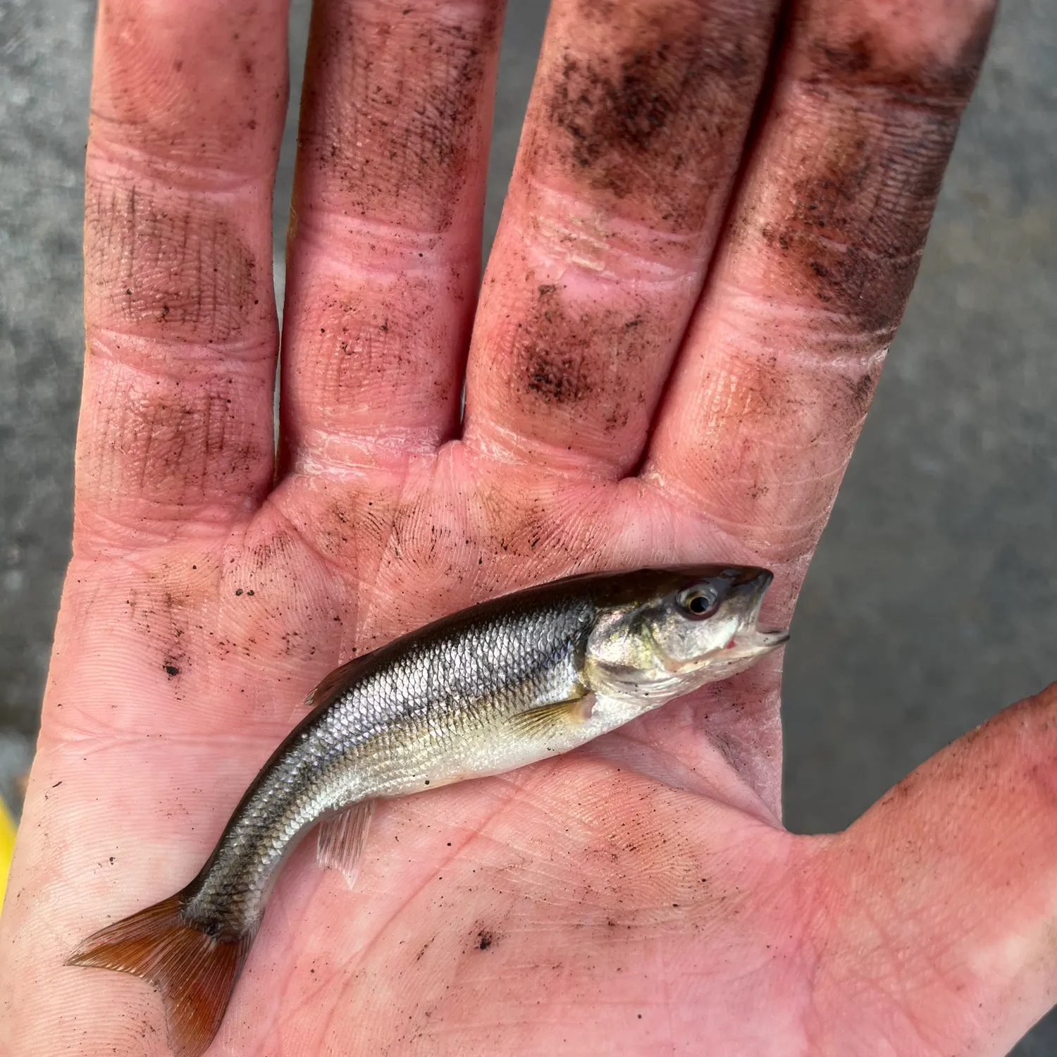 Creek chub caught on Fishbrain