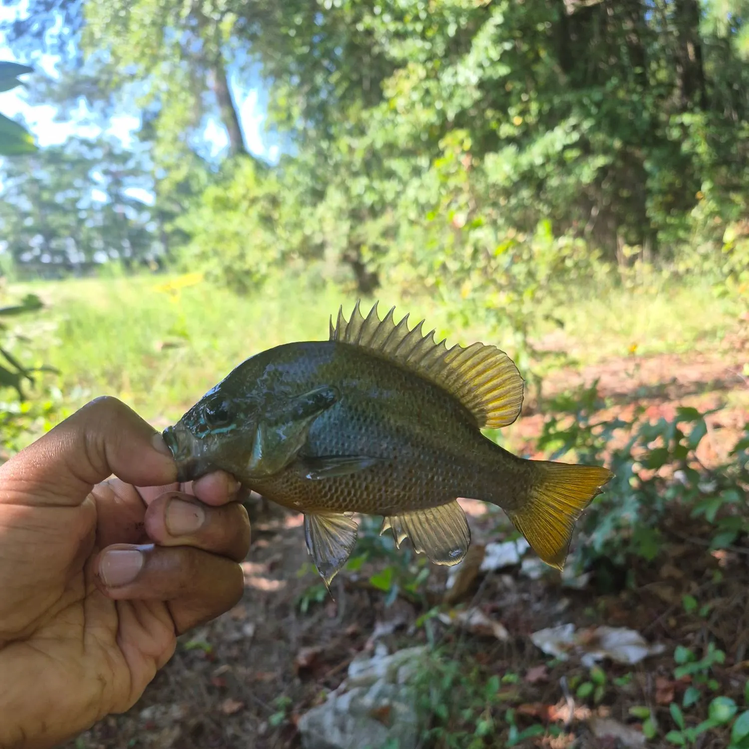 Redbreast sunfish caught on Fishbrain