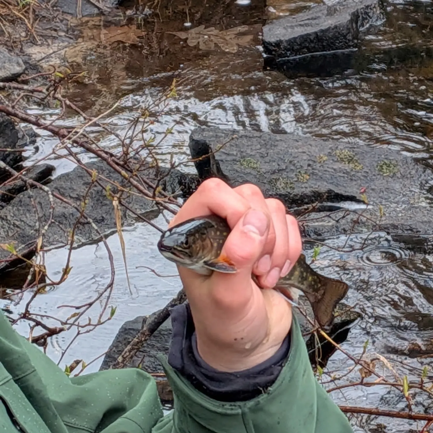 Brown trout caught on Fishbrain