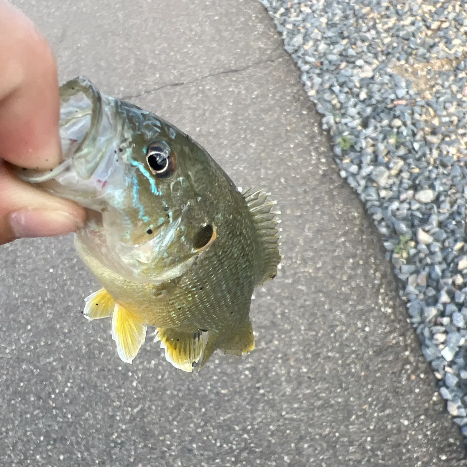Bluegill caught on Fishbrain