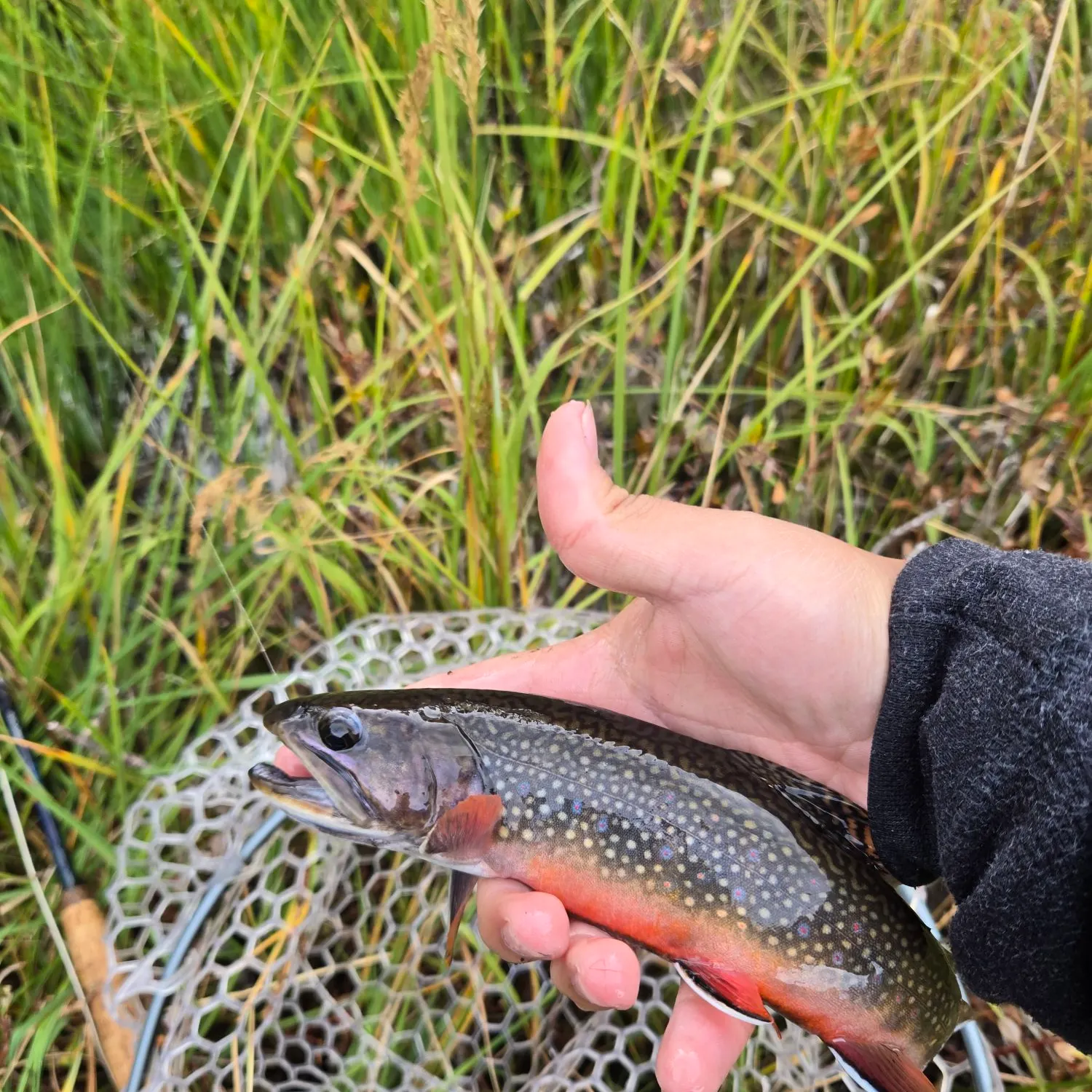 Brook trout caught on Fishbrain
