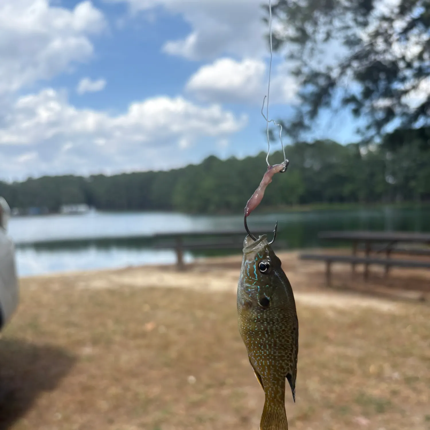 The most recent Dollar sunfish catches on Fishbrain