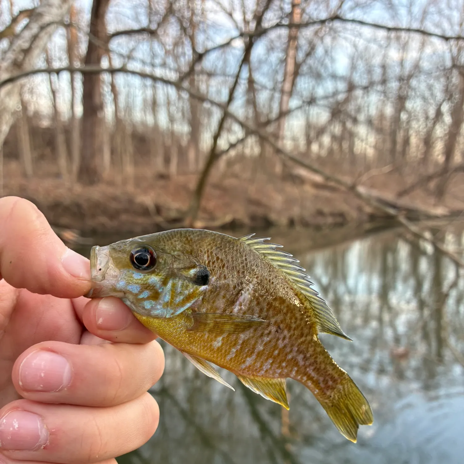 The most recent Greengill hybrid catches on Fishbrain