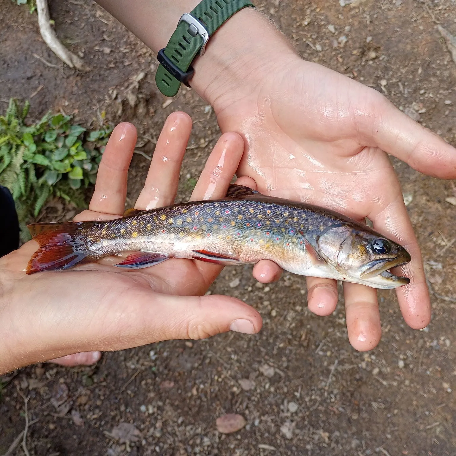 Brook trout caught on Fishbrain