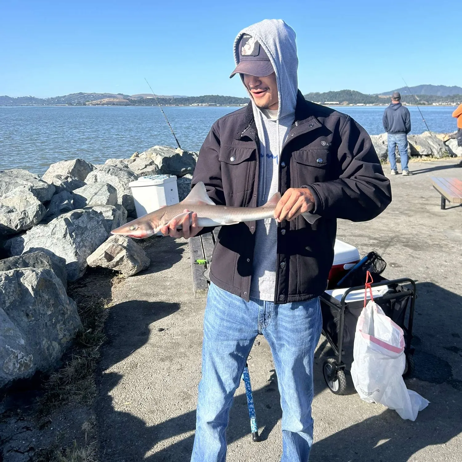 The most recent Brown smooth-hound catches on Fishbrain