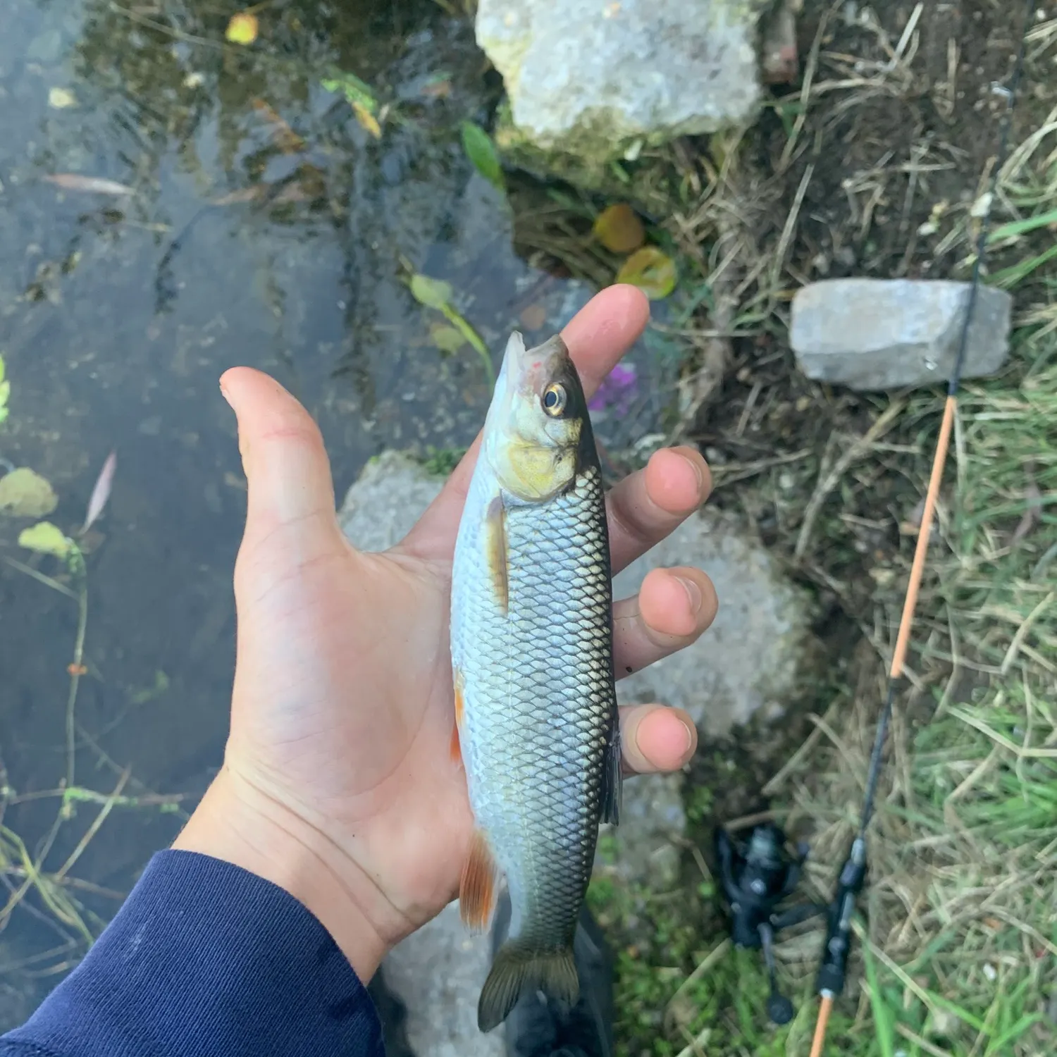European chub caught on Fishbrain