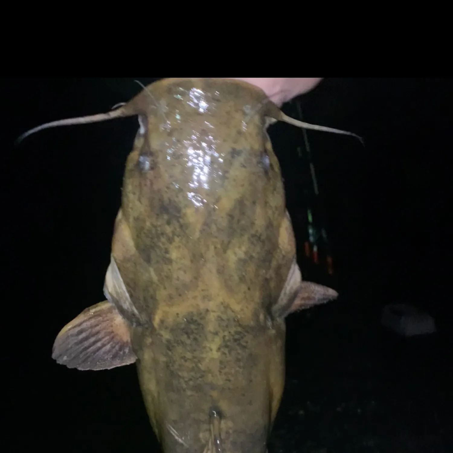 most liked catch image
