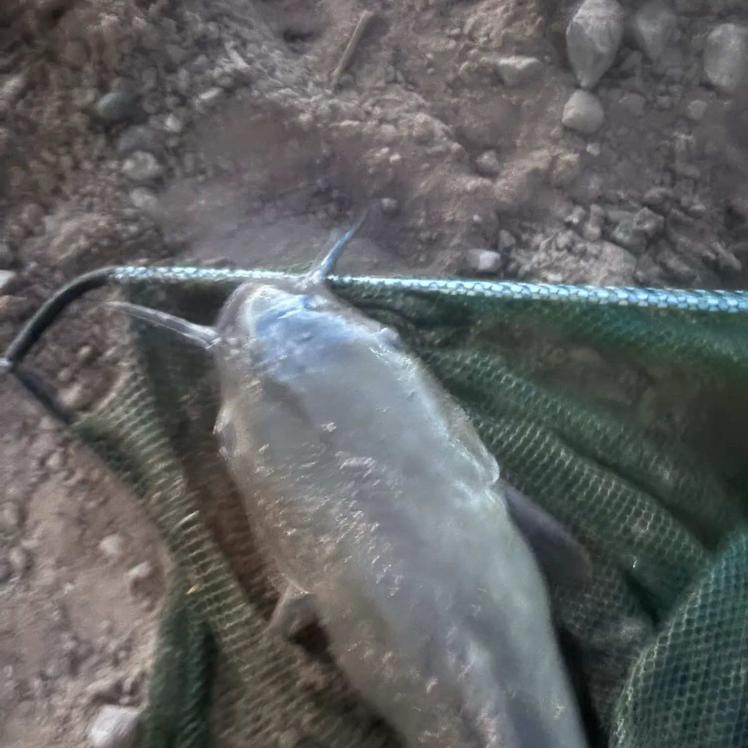 Channel catfish caught on Fishbrain