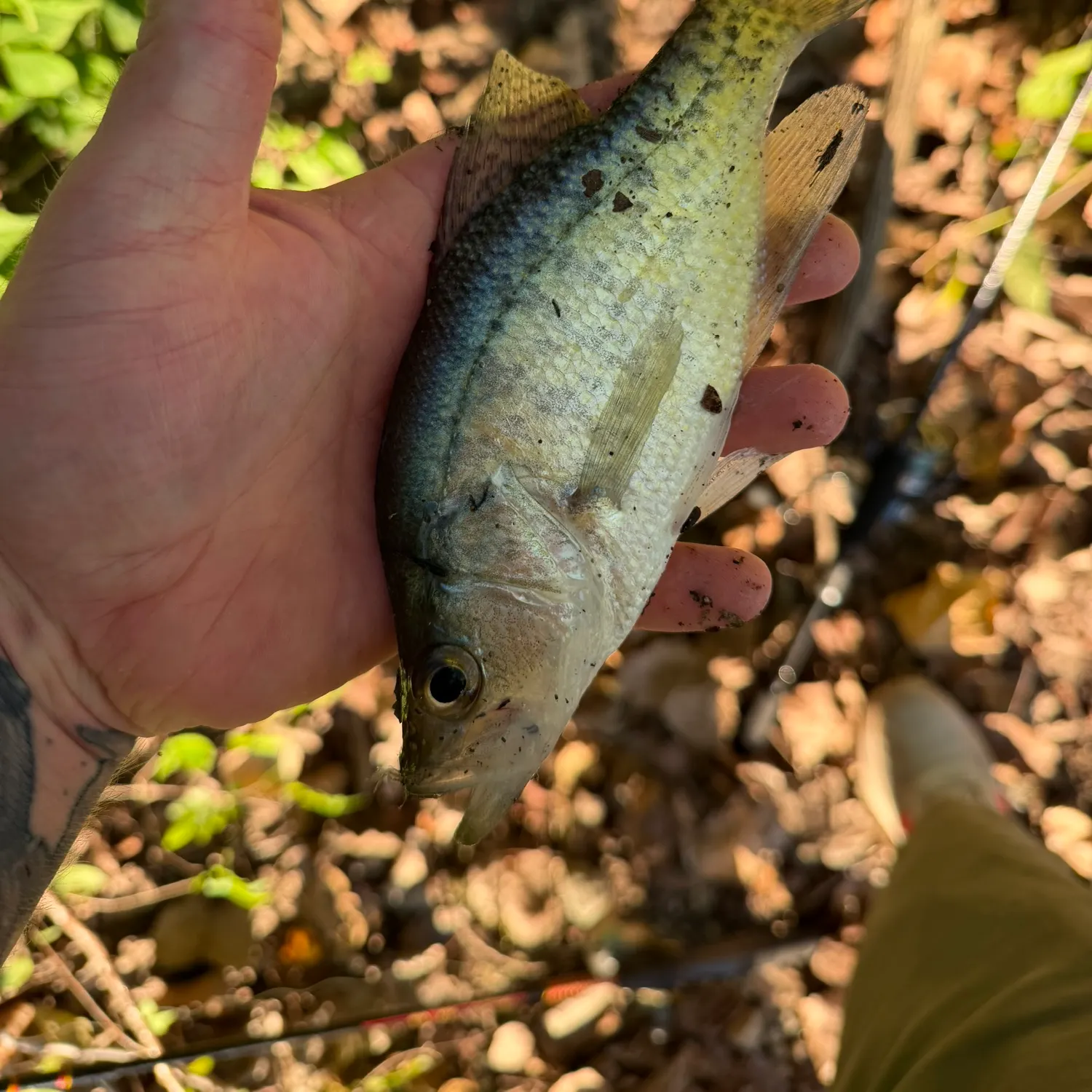White crappie caught on Fishbrain