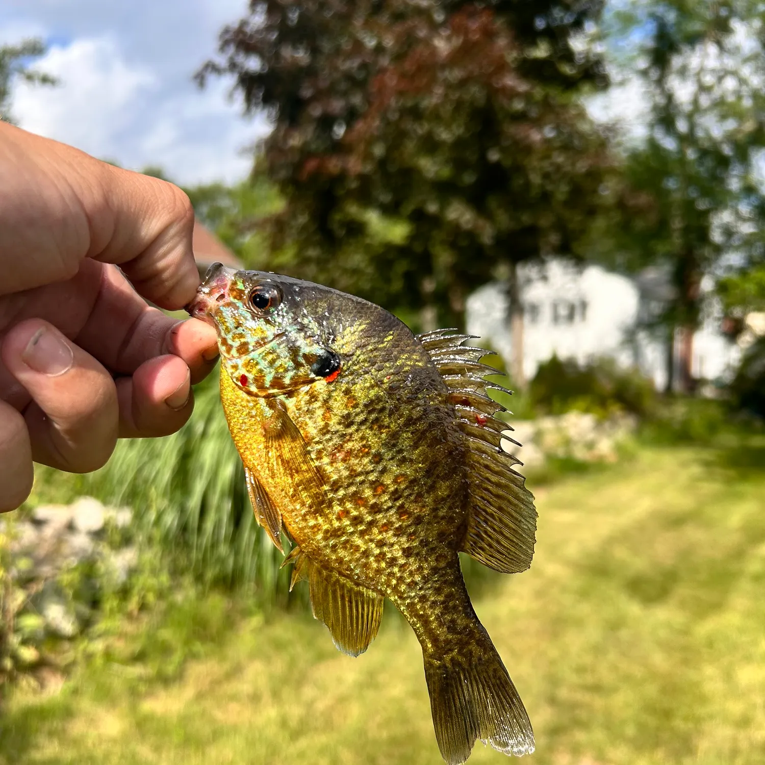 catch