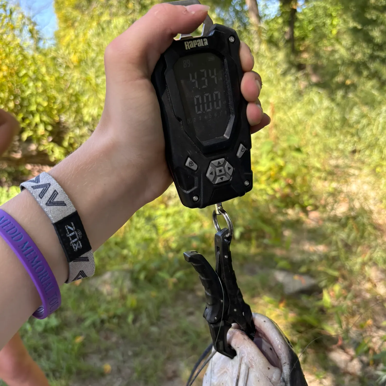 Channel catfish caught on Fishbrain