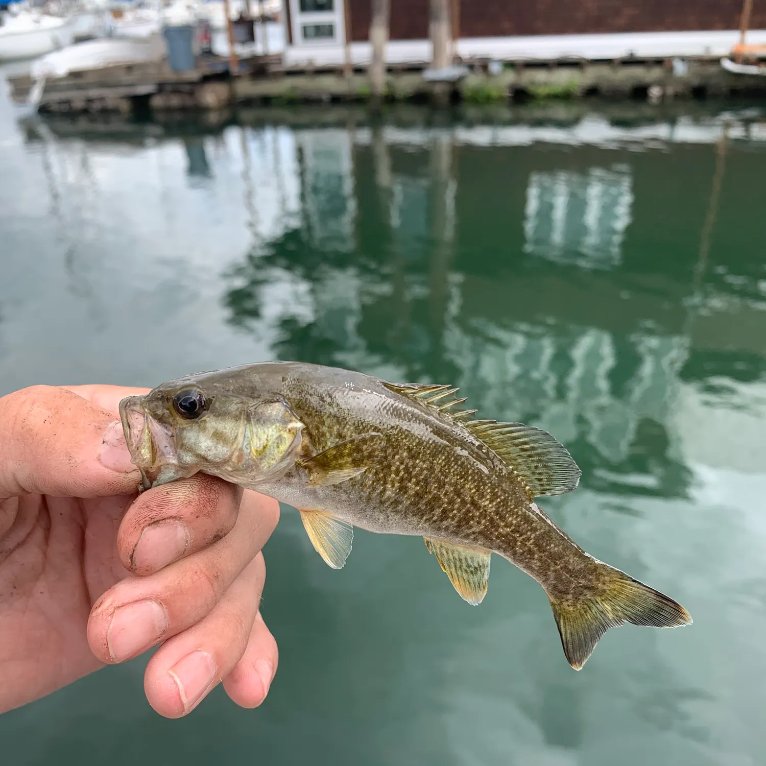 Smallmouth bass caught on Fishbrain
