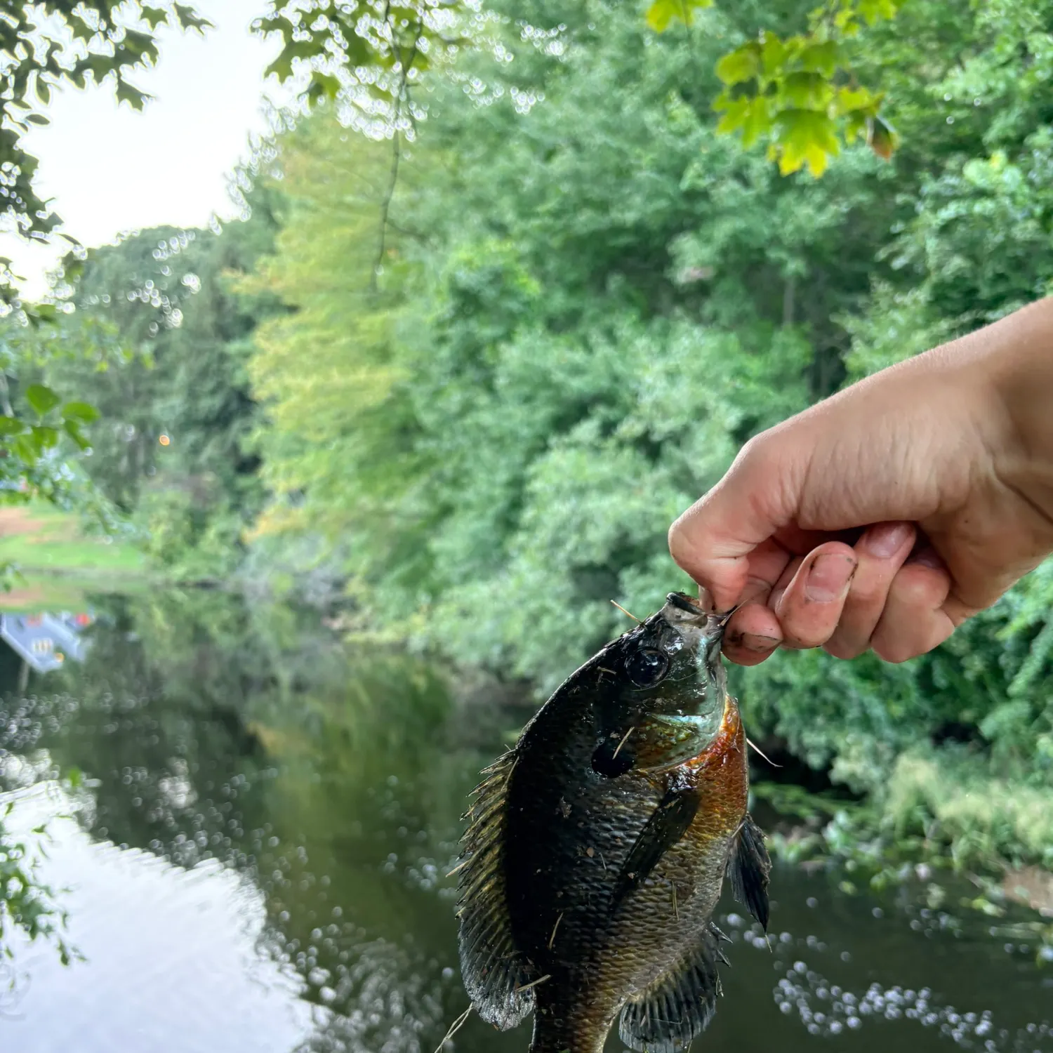 Bluegill caught on Fishbrain