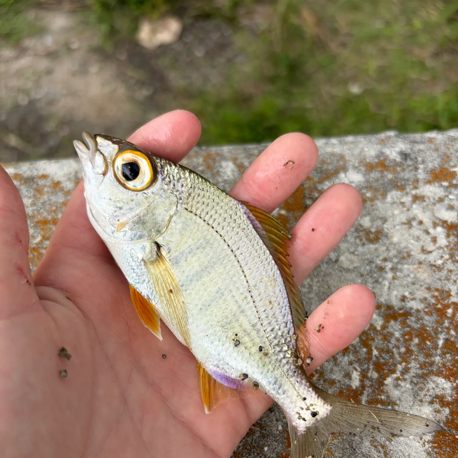The most recent Yellowfin mojarra catches on Fishbrain