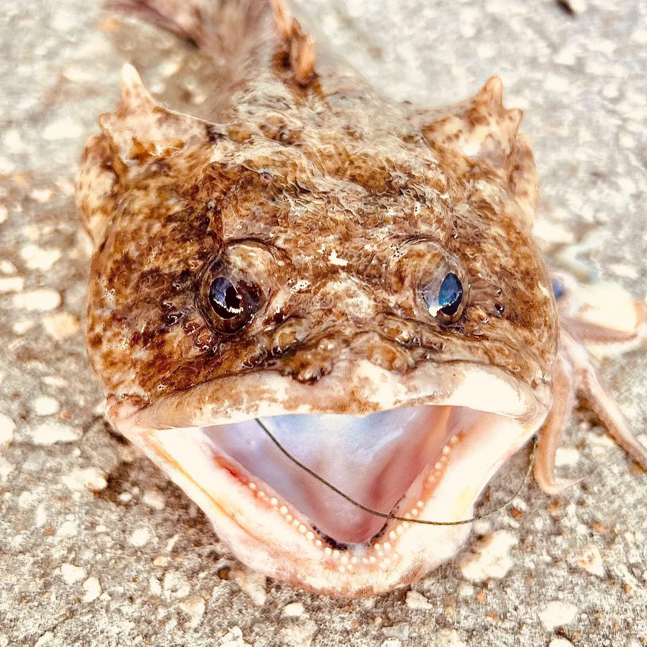 Oyster toadfish caught on Fishbrain
