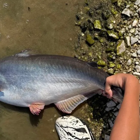 The most recent Mekong giant catfish catches on Fishbrain