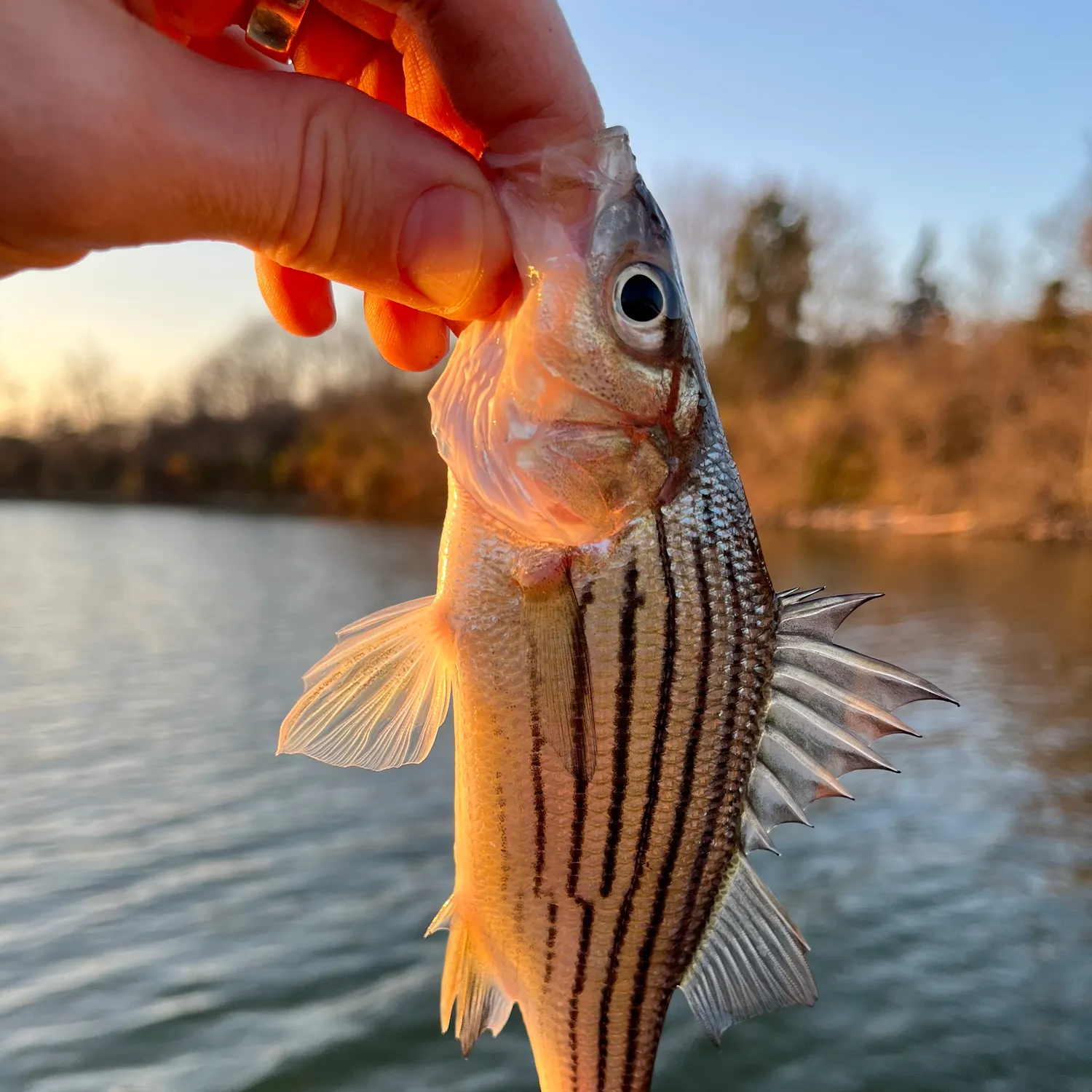 The most recent Yellow bass catches on Fishbrain