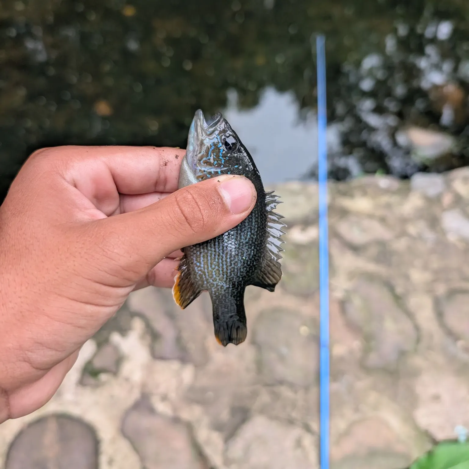 Green sunfish caught on Fishbrain
